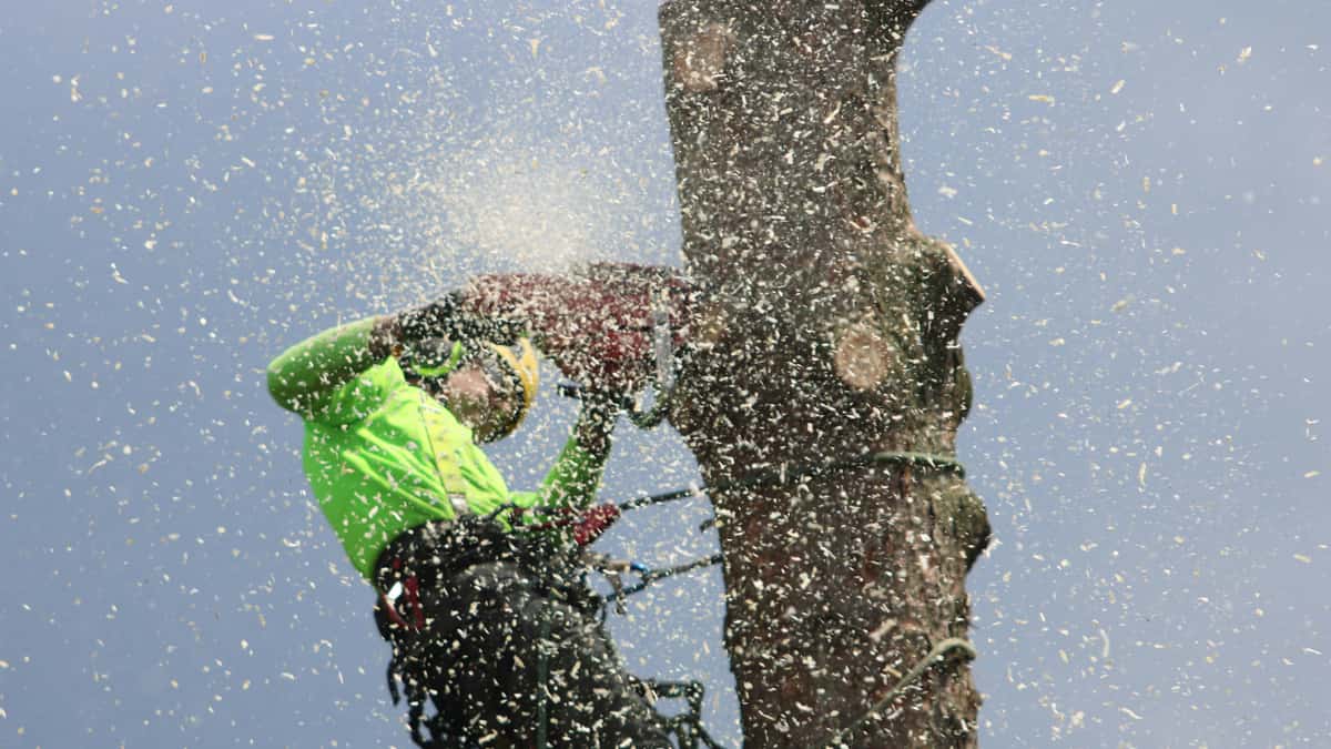 Mohawks Tree Services LLC